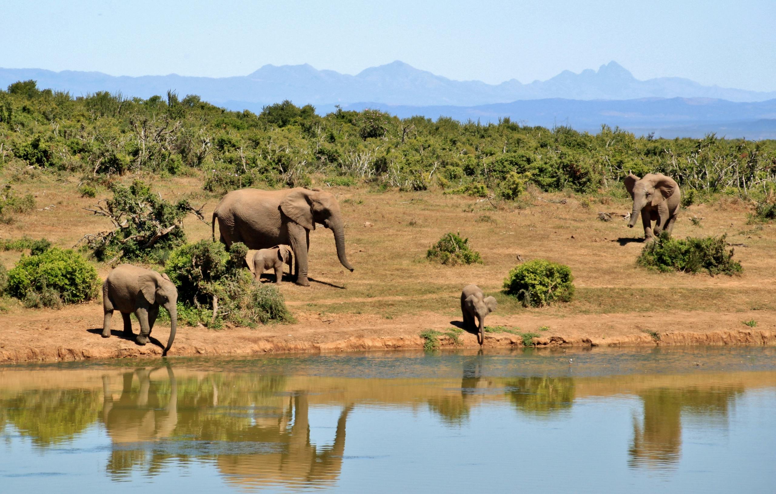 A herd of African elephants by a waterhole reflecting lush greenery and distant mountains.